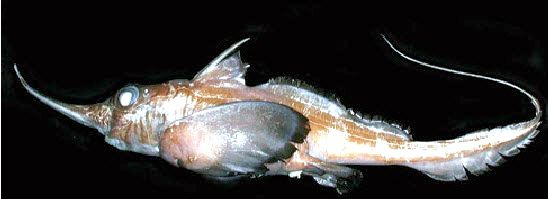 Harriotta raleighana_02.jpg